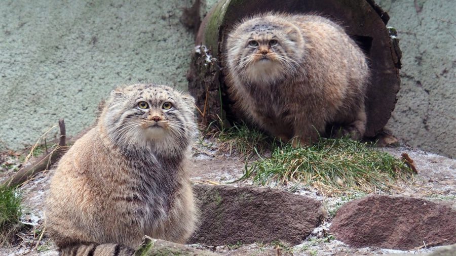 Látványetetésekkel ünneplik a Vadvilág világnapját a budapesti Állatkertben