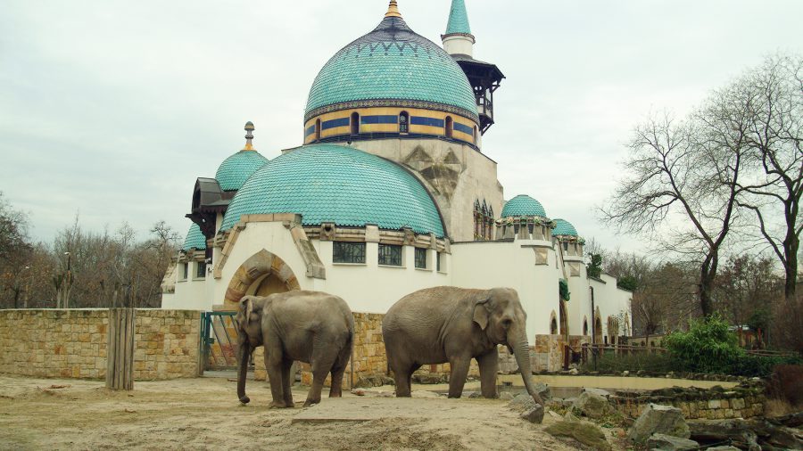 80 kilós kiselefánt látta meg a napvilágot a budapesti állatkertben
