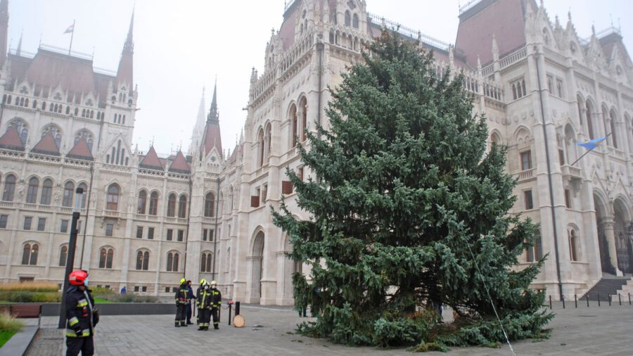 Már áll az ország 40 éves, 17 méteres karácsonyfája az Országház előtt