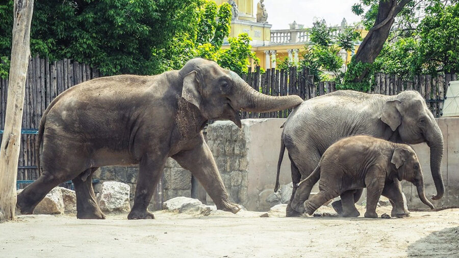 Állatkerti Fesztivál a Fővárosi Állat- és Növénykertben 2023 Budapest