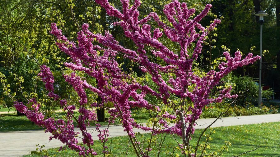 Megnyitja kapuit az ELTE budapesti botanikus kertje, a Füvészkert