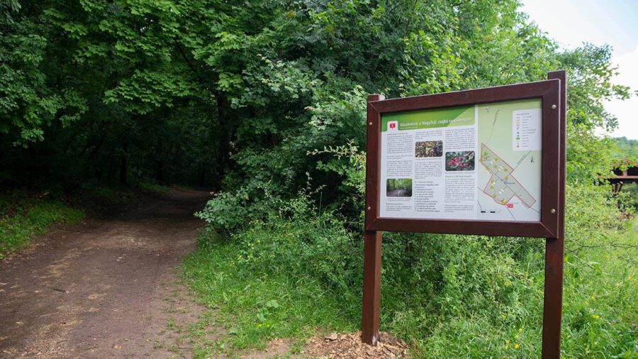 Nagyfejű csajkó tanösvény: 7 állomásos útvonal a Szép-völgyi erdőben