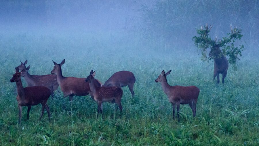 Szeptember 24-tőn ingyenes természetfotó kiállítás az Erzsébet téren