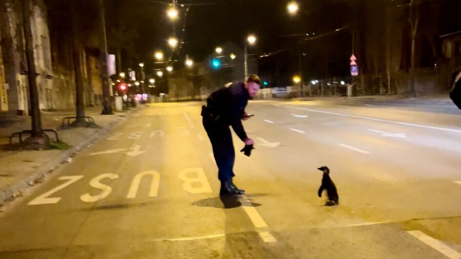 Pingvin szökött a budapesti állatkertből, a rendőrök fogták be a Dózsa György úton