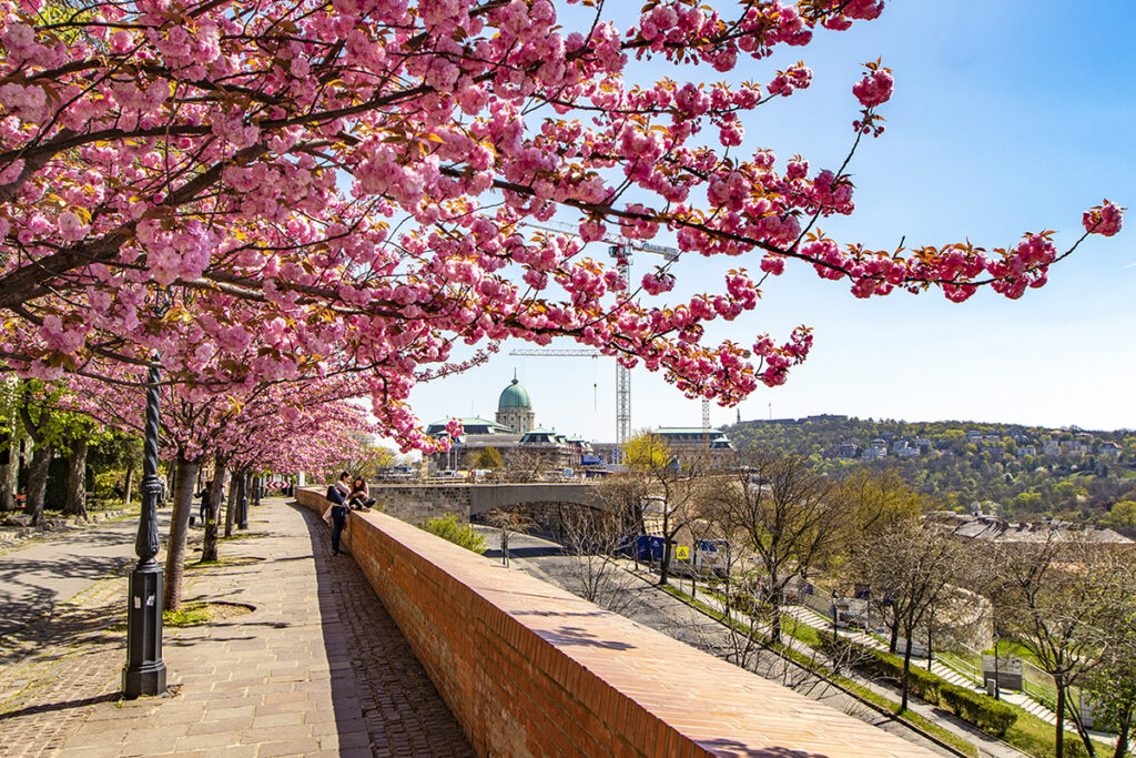Rózsaszín virágtenger borítja a Tóth Árpád sétány japán díszcseresznye fáit