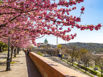 Rózsaszín virágtenger borítja a Tóth Árpád sétány japán díszcseresznye fáit