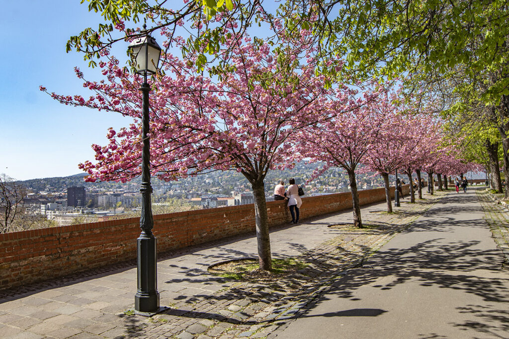 Rózsaszín virágtenger borítja a Tóth Árpád sétány japán díszcseresznye fáit