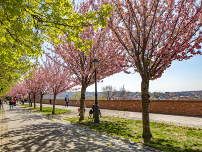 Rózsaszín virágtenger borítja a Tóth Árpád sétány japán díszcseresznye fáit