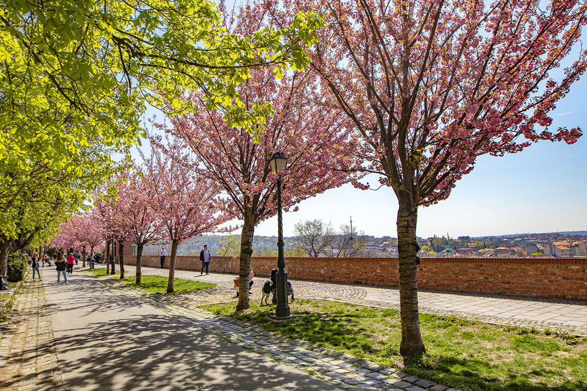 Rózsaszín virágtenger borítja a Tóth Árpád sétány japán díszcseresznye fáit