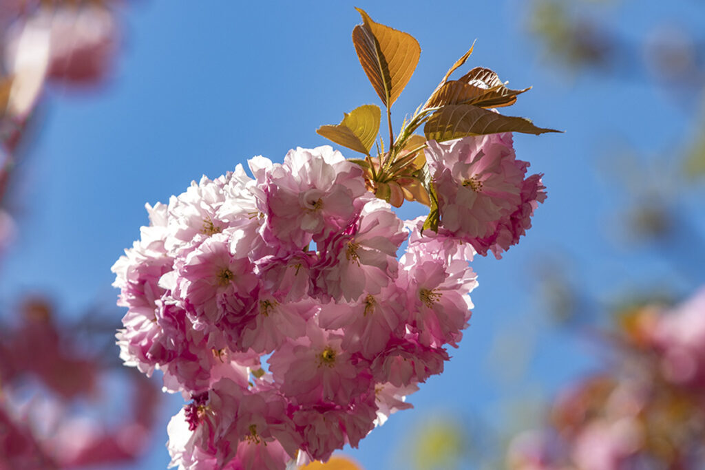 Rózsaszín virágtenger borítja a Tóth Árpád sétány japán díszcseresznye fáit