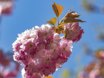 Rózsaszín virágtenger borítja a Tóth Árpád sétány japán díszcseresznye fáit