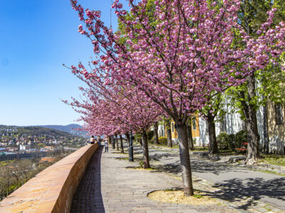 Rózsaszín virágtenger borítja a Tóth Árpád sétány japán díszcseresznye fáit