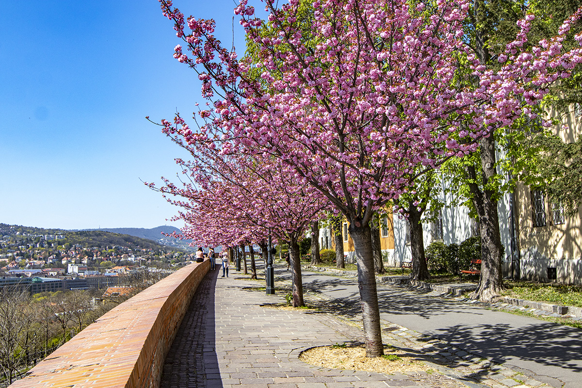 Rózsaszín virágtenger borítja a Tóth Árpád sétány japán díszcseresznye fáit