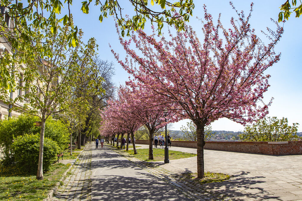 Rózsaszín virágtenger borítja a Tóth Árpád sétány japán díszcseresznye fáit