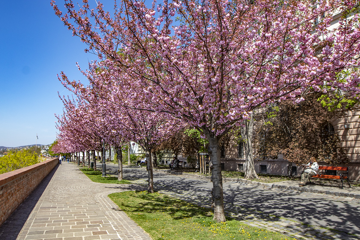 Rózsaszín virágtenger borítja a Tóth Árpád sétány japán díszcseresznye fáit