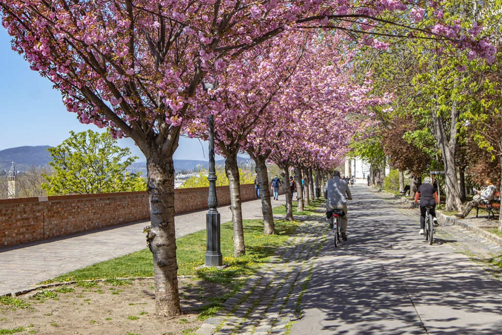 Rózsaszín virágtenger borítja a Tóth Árpád sétány japán díszcseresznye fáit