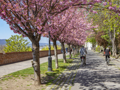 Rózsaszín virágtenger borítja a Tóth Árpád sétány japán díszcseresznye fáit