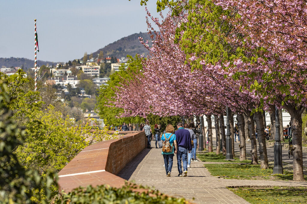 Rózsaszín virágtenger borítja a Tóth Árpád sétány japán díszcseresznye fáit
