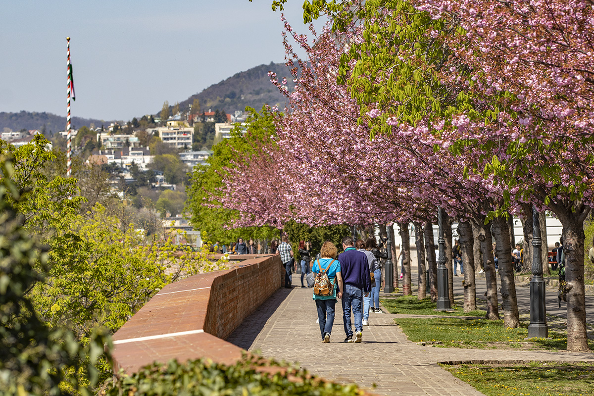 Rózsaszín virágtenger borítja a Tóth Árpád sétány japán díszcseresznye fáit
