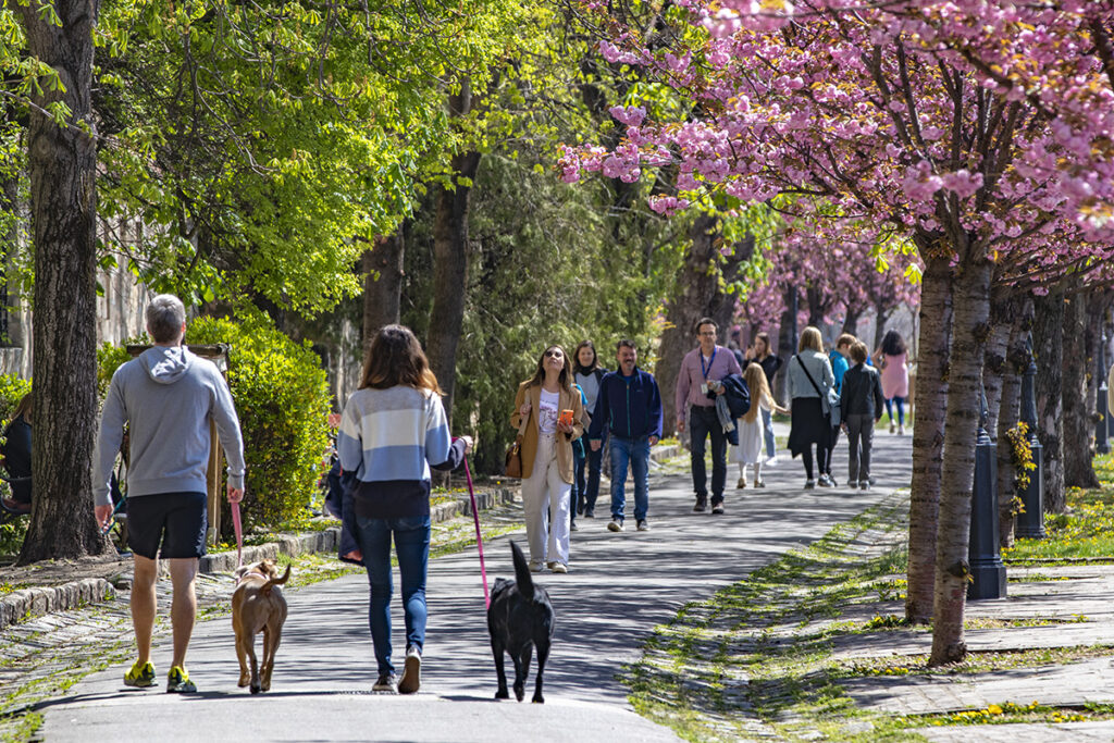 Rózsaszín virágtenger borítja a Tóth Árpád sétány japán díszcseresznye fáit