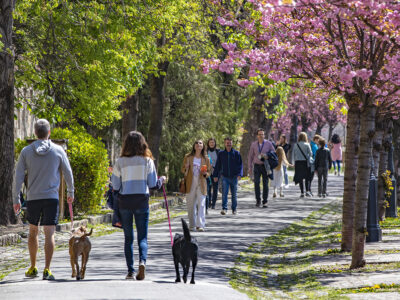 Rózsaszín virágtenger borítja a Tóth Árpád sétány japán díszcseresznye fáit