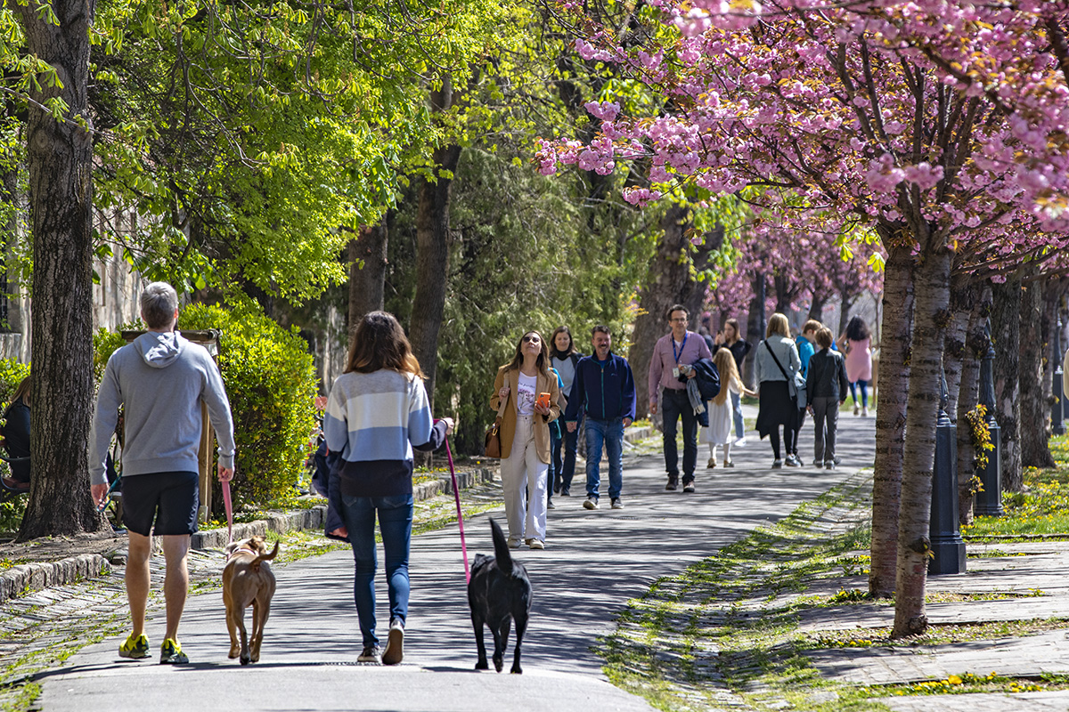 Rózsaszín virágtenger borítja a Tóth Árpád sétány japán díszcseresznye fáit