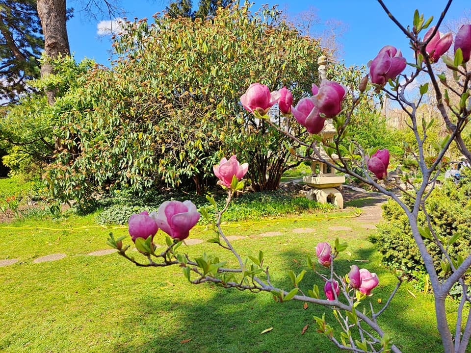 Zuglói Japánkert, ahol Takamacu herceg, a japán császári család tagja is járt