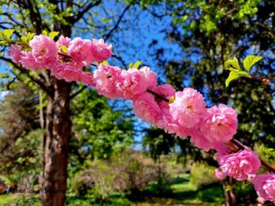Zuglói Japánkert, ahol Takamacu herceg, a japán császári család tagja is járt