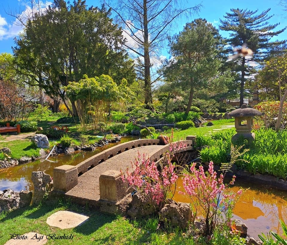 Zuglói Japánkert, ahol Takamacu herceg, a japán császári család tagja is járt | CsodalatosBudapest.hu