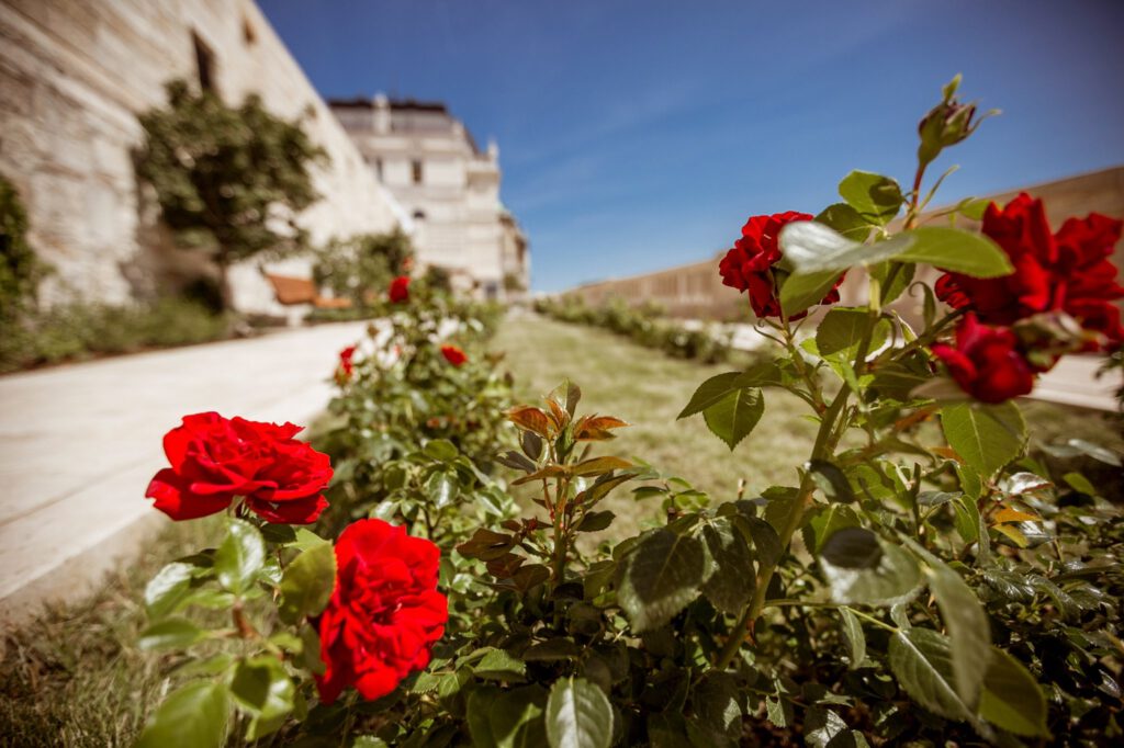 A Budavári Palotanegyed édenkertje, az újonnan kialakított Török kert