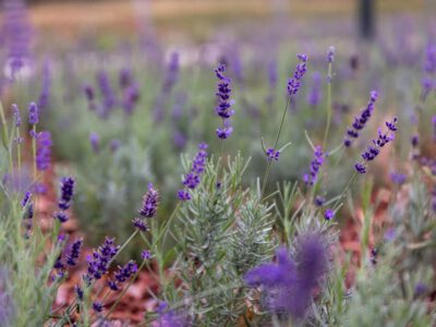 Levendulapark épült Újpesten, lilába öltözik a Szilas-patak menti tér