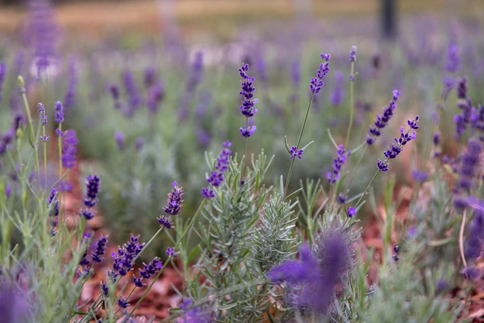 Levendulapark épült Újpesten, lilába öltözik a Szilas-patak menti tér