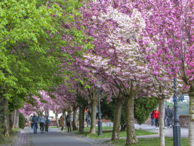 Rózsaszínben pompáznak a Tóth Árpád sétány díszcseresznye fái