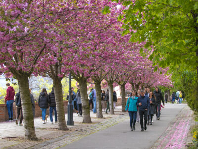 Rózsaszínben pompáznak a Tóth Árpád sétány díszcseresznye fái