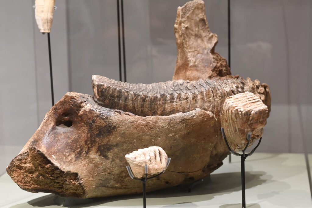 Új kiállítás nyílt a Vármúzeumban a Gyűjtögetőktől a honfoglalókig Budapest földjén címmel