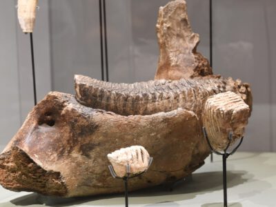 Új kiállítás nyílt a Vármúzeumban a Gyűjtögetőktől a honfoglalókig Budapest földjén címmel