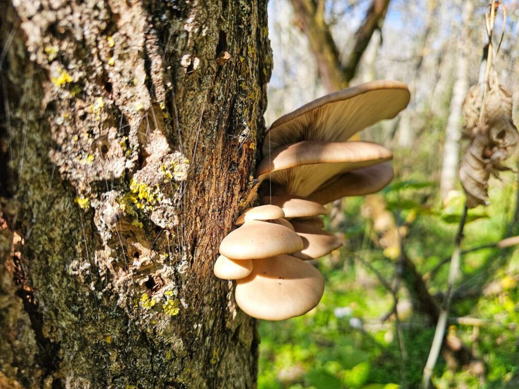 Őszi séták a Hárosi-öbölben: Budapest rejtett természeti csodája