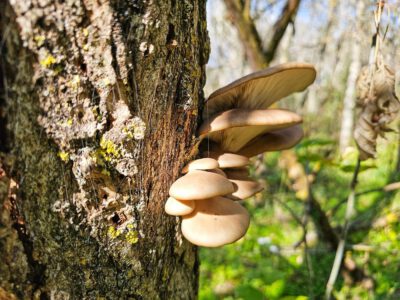 Őszi séták a Hárosi-öbölben: Budapest rejtett természeti csodája