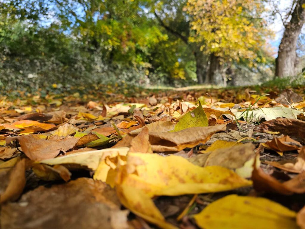 Őszi séták a Hárosi-öbölben: Budapest rejtett természeti csodája