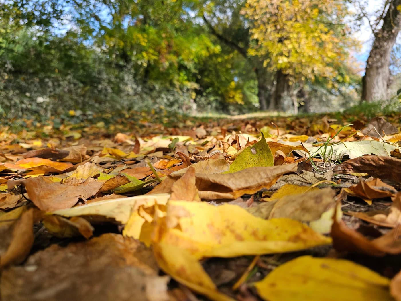 Őszi séták a Hárosi-öbölben: Budapest rejtett természeti csodája
