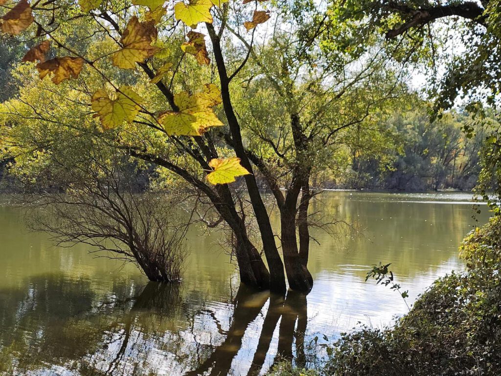 Őszi séták a Hárosi-öbölben: Budapest rejtett természeti csodája
