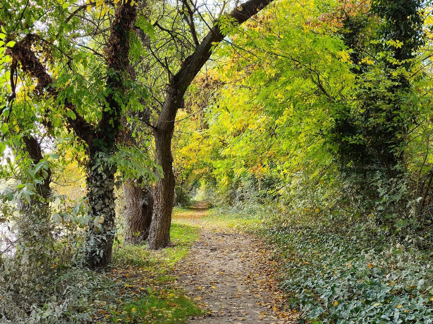 Őszi séták a Hárosi-öbölben: Budapest rejtett természeti csodája