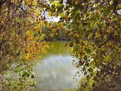 Őszi séták a Hárosi-öbölben: Budapest rejtett természeti csodája