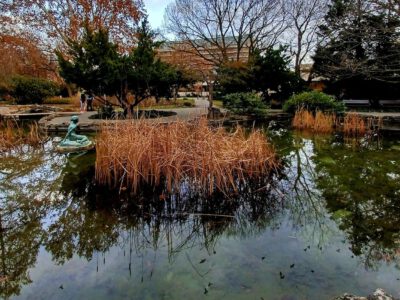 Téli harmónia a Margit-sziget Japánkertjében