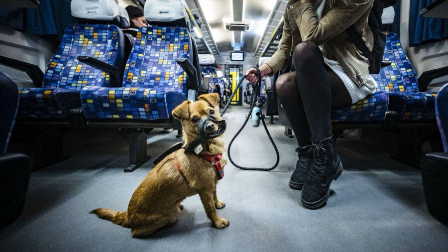 Január 1-től ingyenes a kutya- és kerékpárszállítás Budapesten belül a MÁV-járatokon