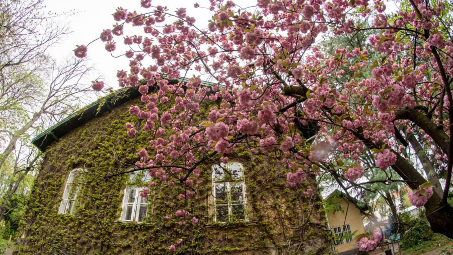 Cseresznyevirágzás ünnepe japán hangulatban az ELTE Füvészkertben