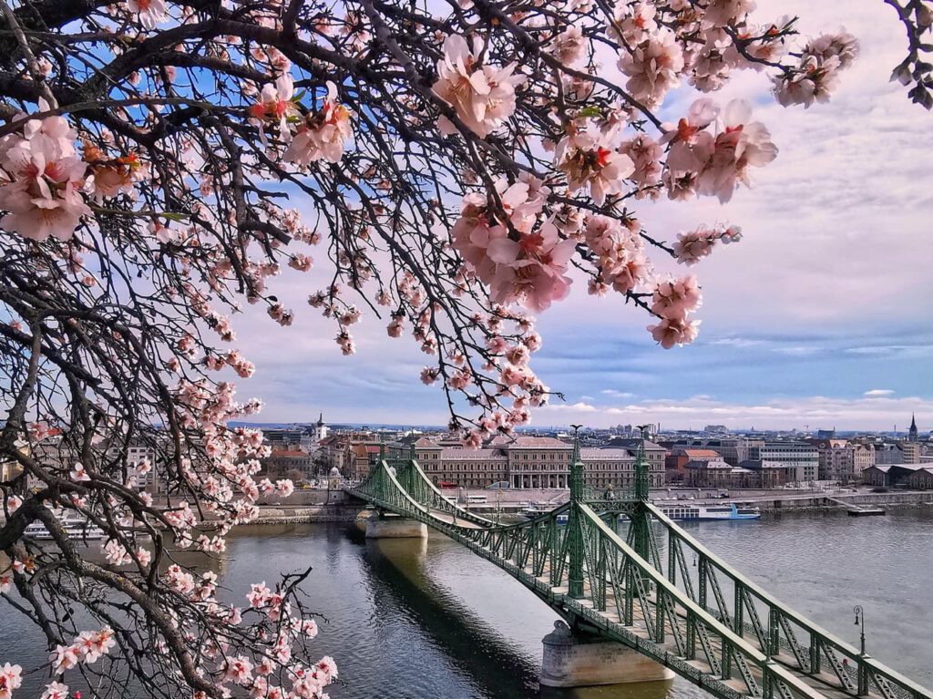 Tavaszi varázs a Gellért-hegyen: virágba borultak a mandulafák