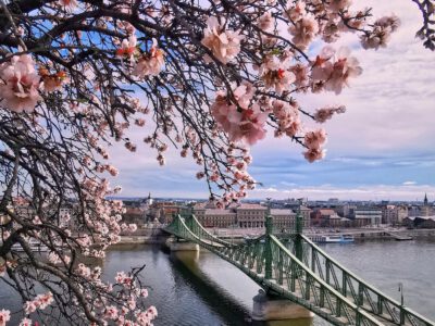 Tavaszi varázs a Gellért-hegyen: virágba borultak a mandulafák