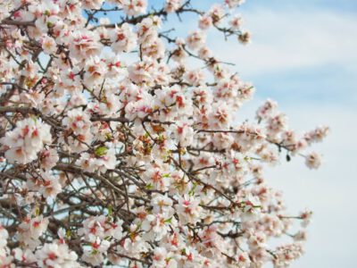 Tavaszi varázs a Gellért-hegyen: virágba borultak a mandulafák