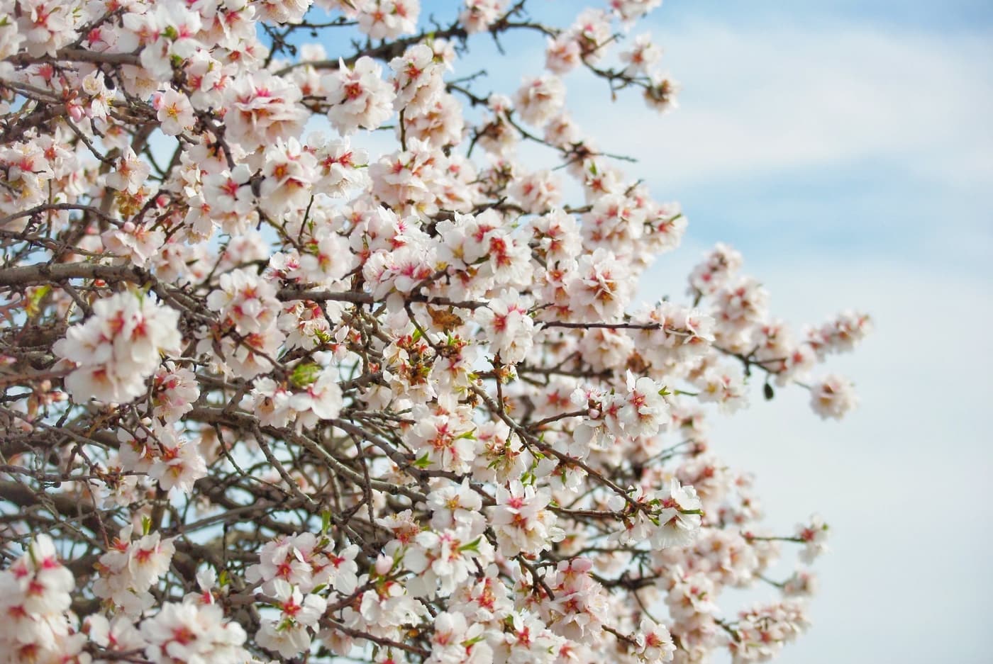 Tavaszi varázs a Gellért-hegyen: virágba borultak a mandulafák